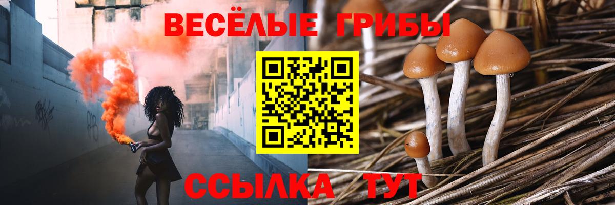 Псилоцибиновые грибы Psilocybine cubensis Обнинск